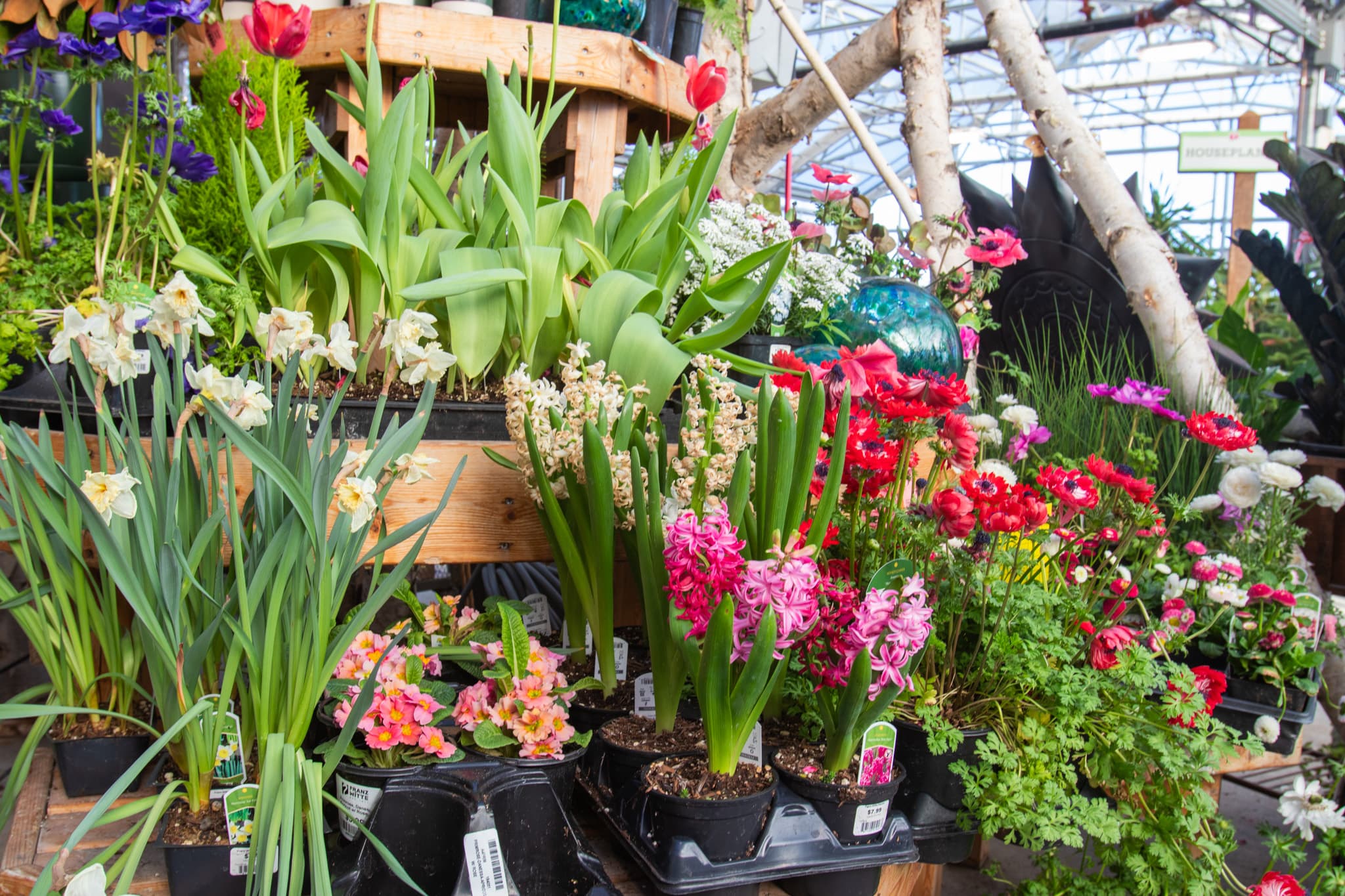 Colorful flowering plants inside the Franz Witte Garden Center greenhouse